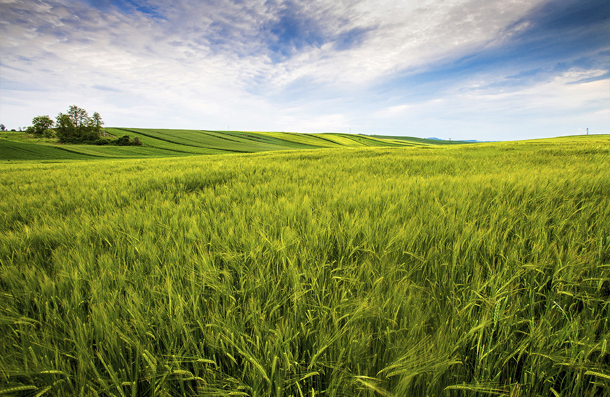 Production and trade of Coarse Feed